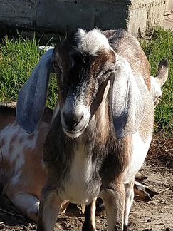 Нубийские козлы, козы (козёл, коза) - фотография № 5