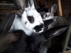 Кролики 1,5 месяца