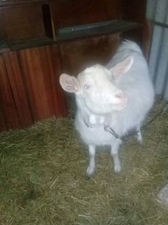 Молочная коза - фотография № 5