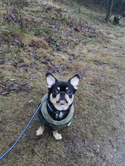 Вязка чихуа