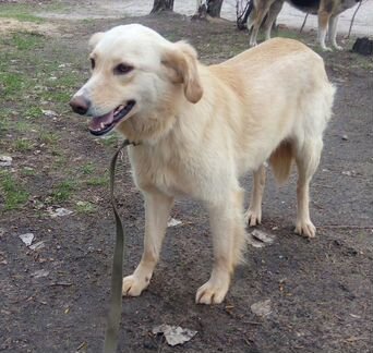 Милая Адель ищет дом и хозяина