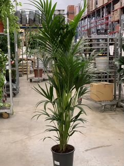 Пальма Ховея 170 см