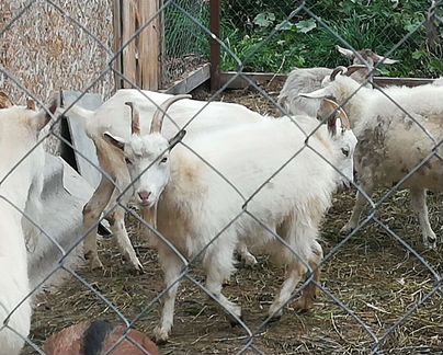 Козочки от дойных коз. Козы на мясо - фотография № 1