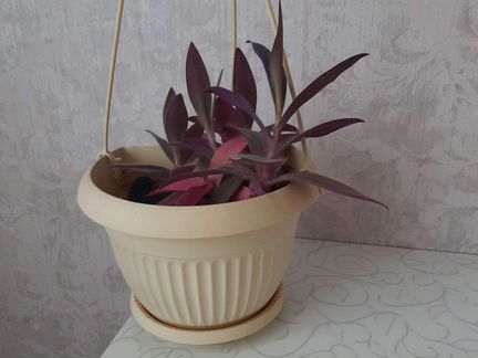 Сеткреазия пурпурная