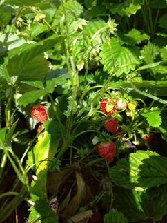 Мелкоплодная садовая земляника