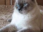 Невский маскарадный кот вязка