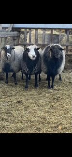 Овцы и бараны романовской породы и курдючной пород