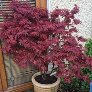 Декоративные клены бонсай