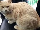 Шикарный персиковый кот