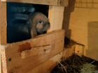 Кролики Французский баран